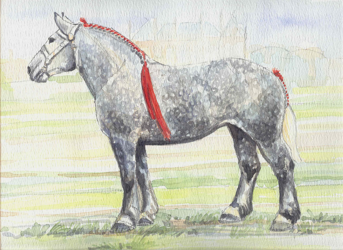 Percheron